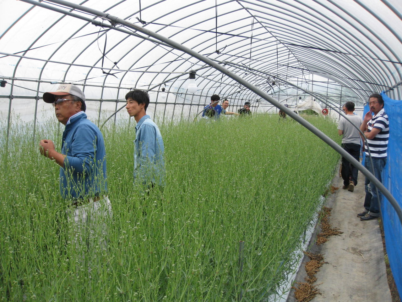 ｊａ会津よつばかすみ草部会 研究部 研修会開催される かねやま普及所活動日誌２