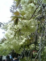 ݵ��ʤ������