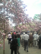 大阪造幣局桜の通り抜け09風景 1