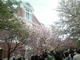 大阪造幣局桜の通り抜け09風景 2
