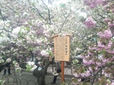 2009年今年の桜