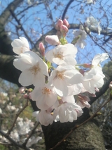 高津神社の桜 0324