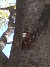 �Ƥθ��ʡ�����