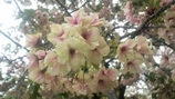 造幣局の桜 1