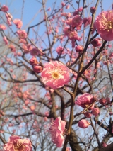 寒紅梅 2009年1月
