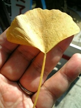 イチョウの黄葉