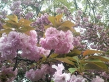 造幣局の桜 2