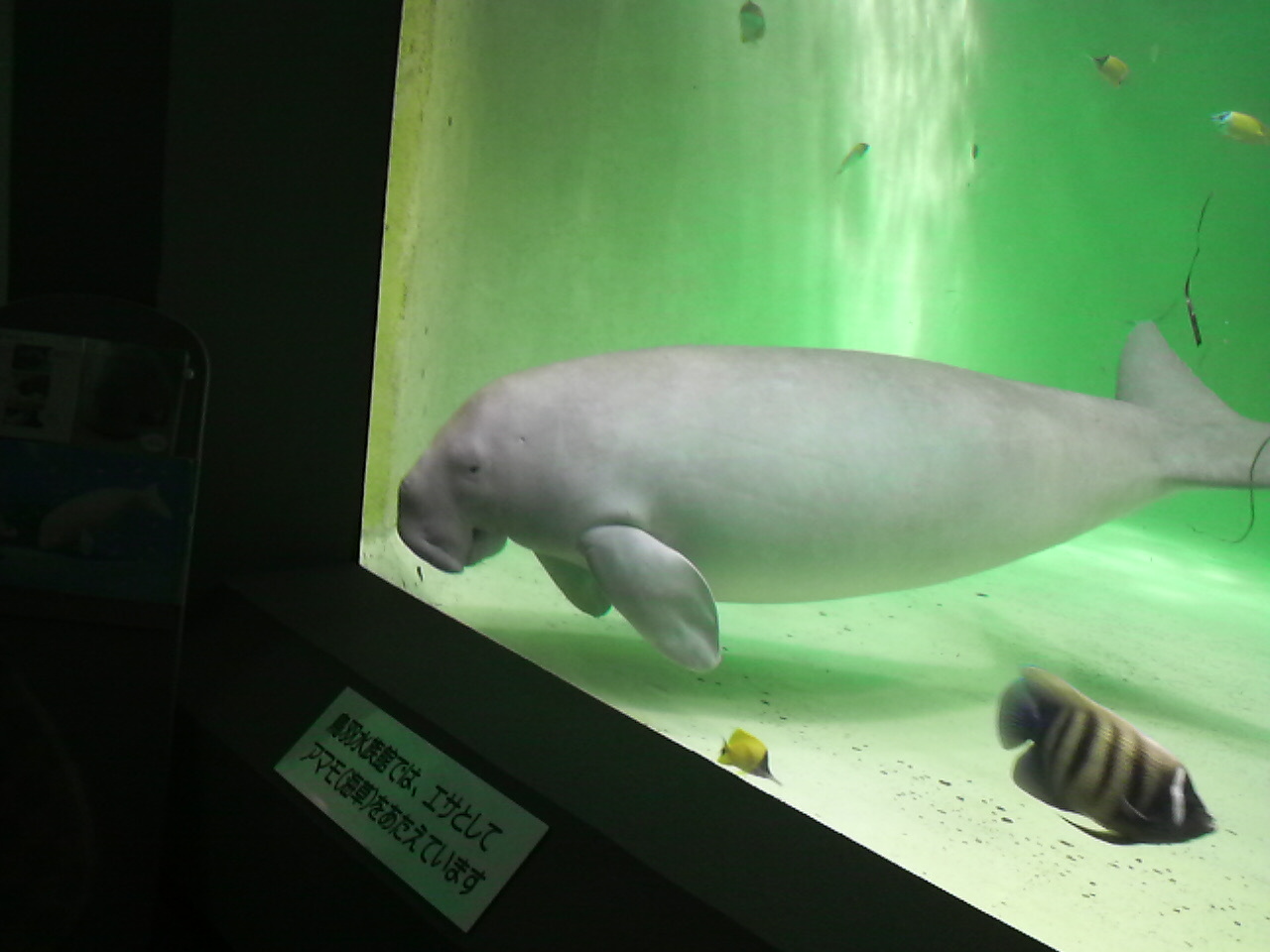 鳥羽水族館 カンガエゴトー