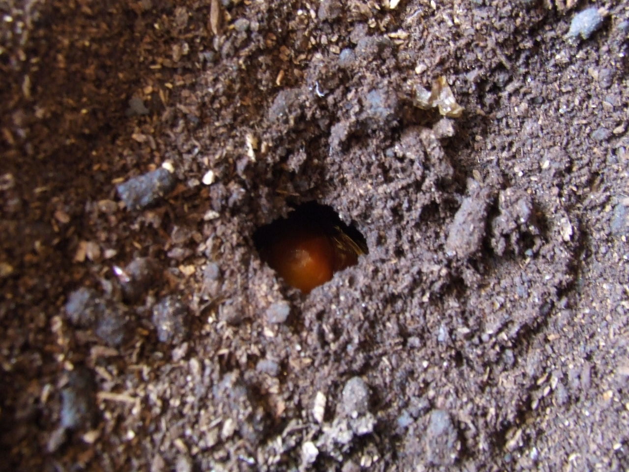 蛹ブーム Kangaroohotel的カンガエル日々