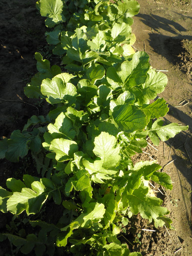 １２月の畑のお野菜 日本の文化を巡る旅