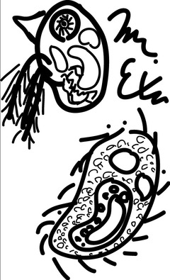 A太