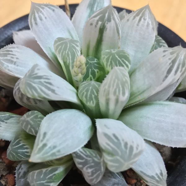 植物 多肉植物を飼おうぜ Apocalypse