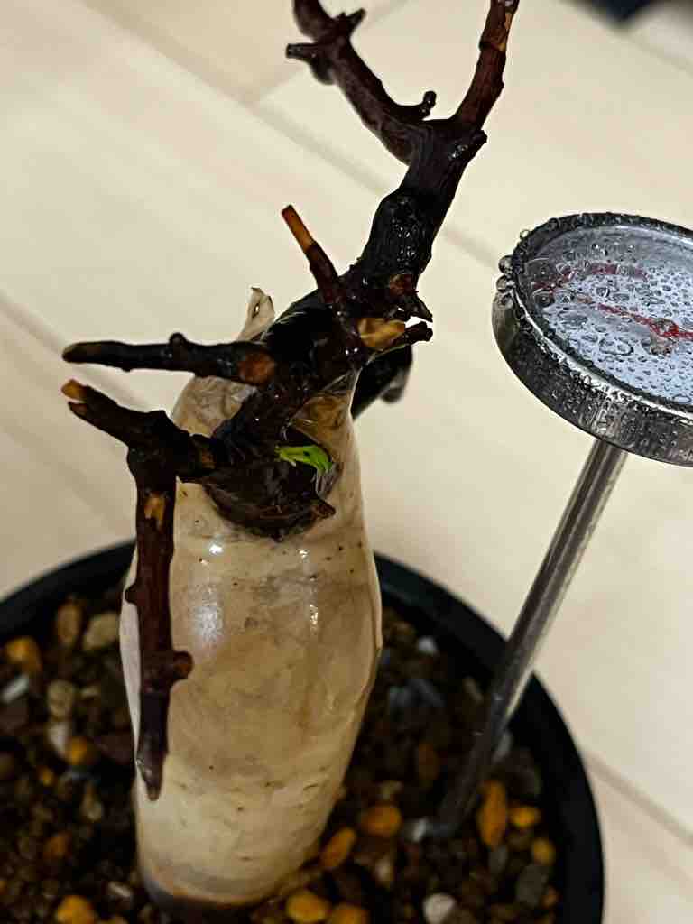 コミフォラ・カタフ 発根管理 : かにちゃんの温室