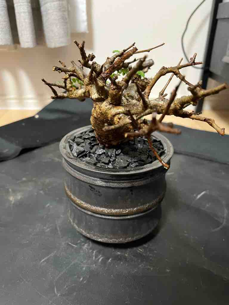 BLACK FRIDAY！ 挿木 発根管理中 ボスウェリア ネグレクタ