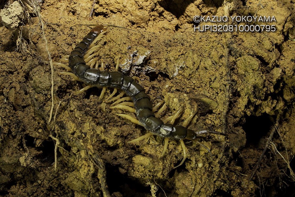 タイワンオオムカデ やんばる Kanifilm