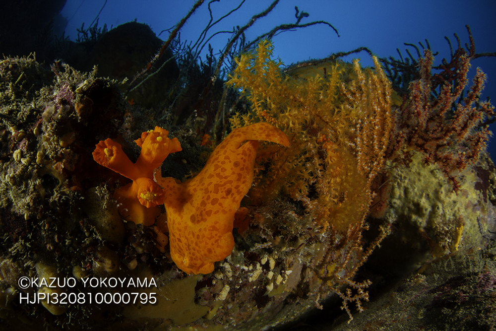 イロカエルアンコウ 井田 Kanifilm