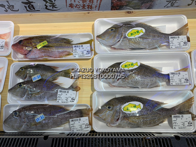 鮮魚01