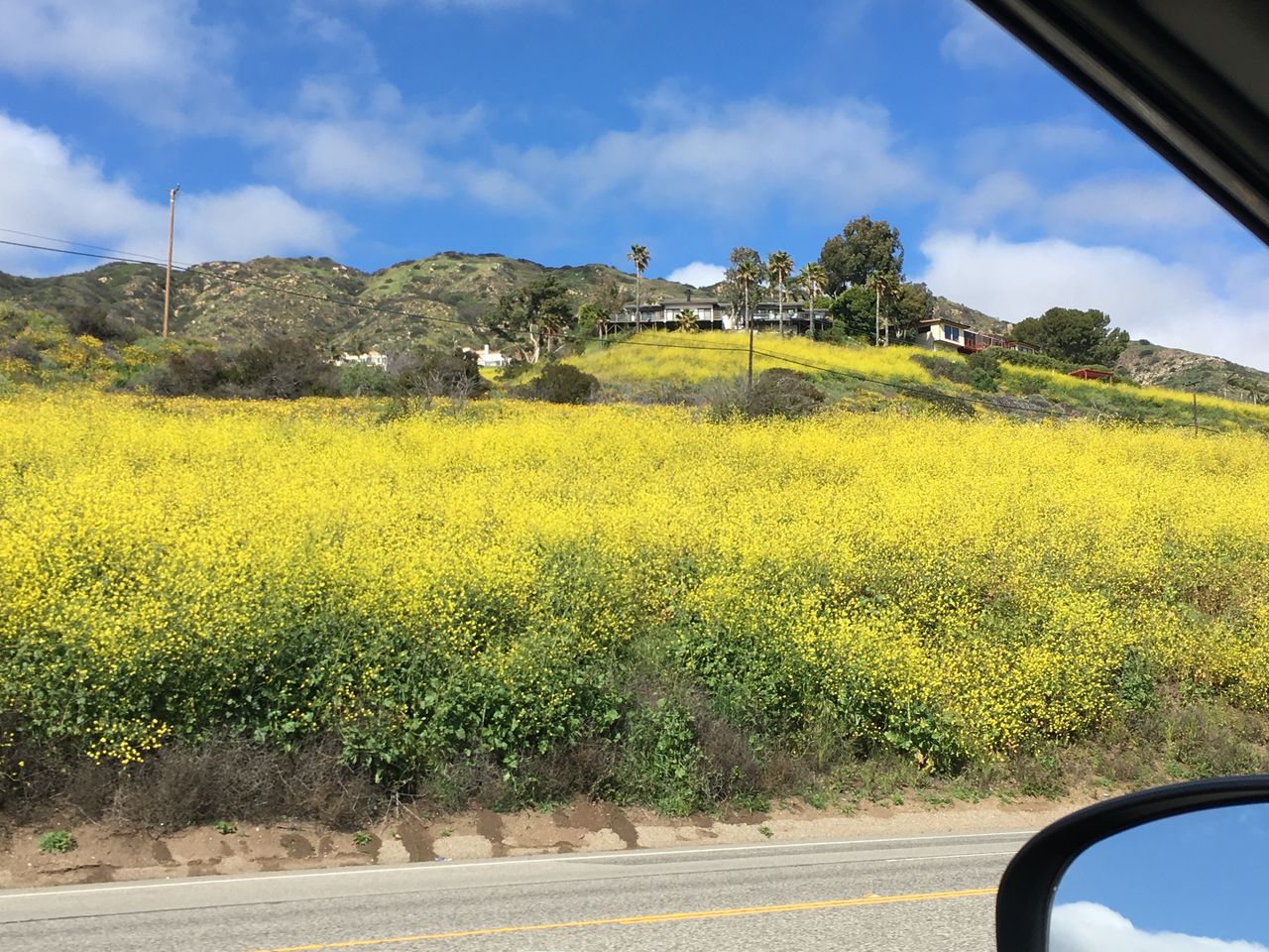 カリフォルニアの凶暴な花粉症アレルゲン アメリカという甘美な幻想