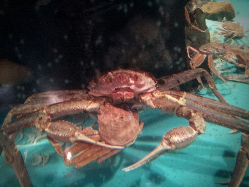 カニの求愛行動 かに乃花ブログ