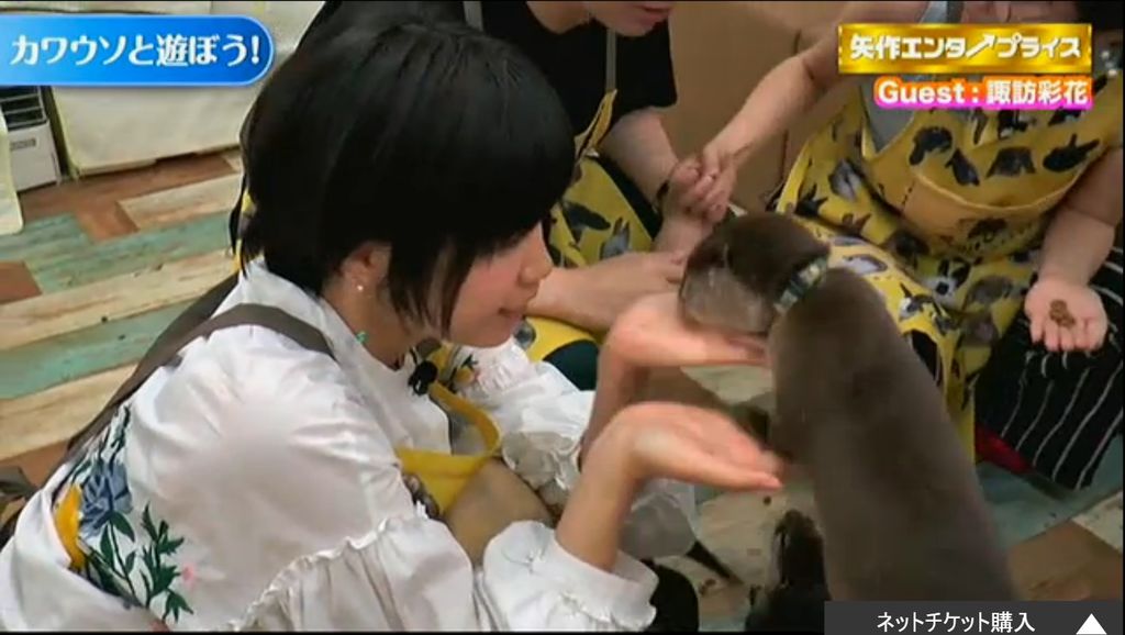 画像 声優の諏訪彩花さん 本物のカワウソと写真を撮る 可愛すぎｗｗｗｗｗｗｗｗ 声優速報 初期化