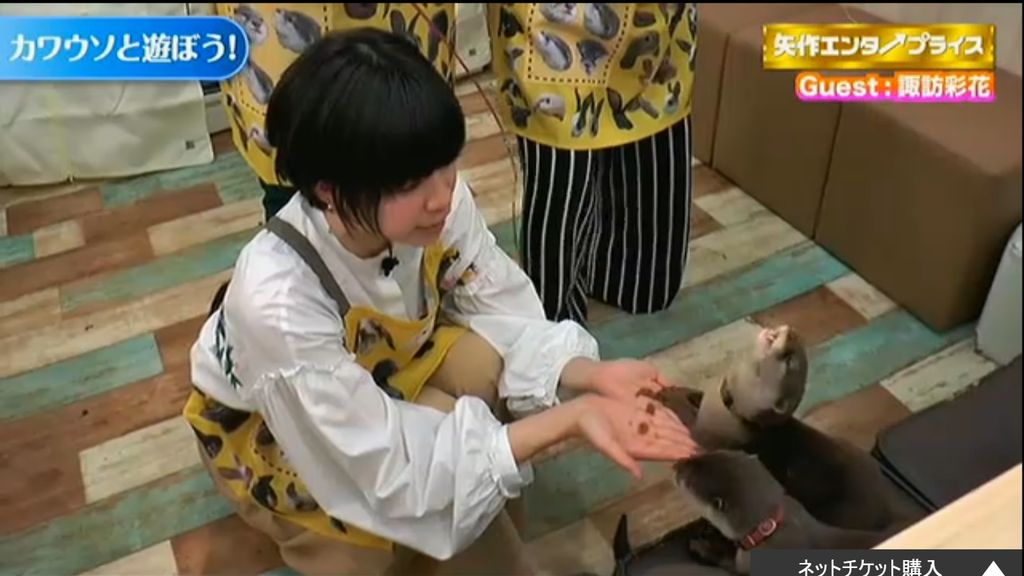 画像 声優の諏訪彩花さん 本物のカワウソと写真を撮る 可愛すぎｗｗｗｗｗｗｗｗ 声優速報 初期化