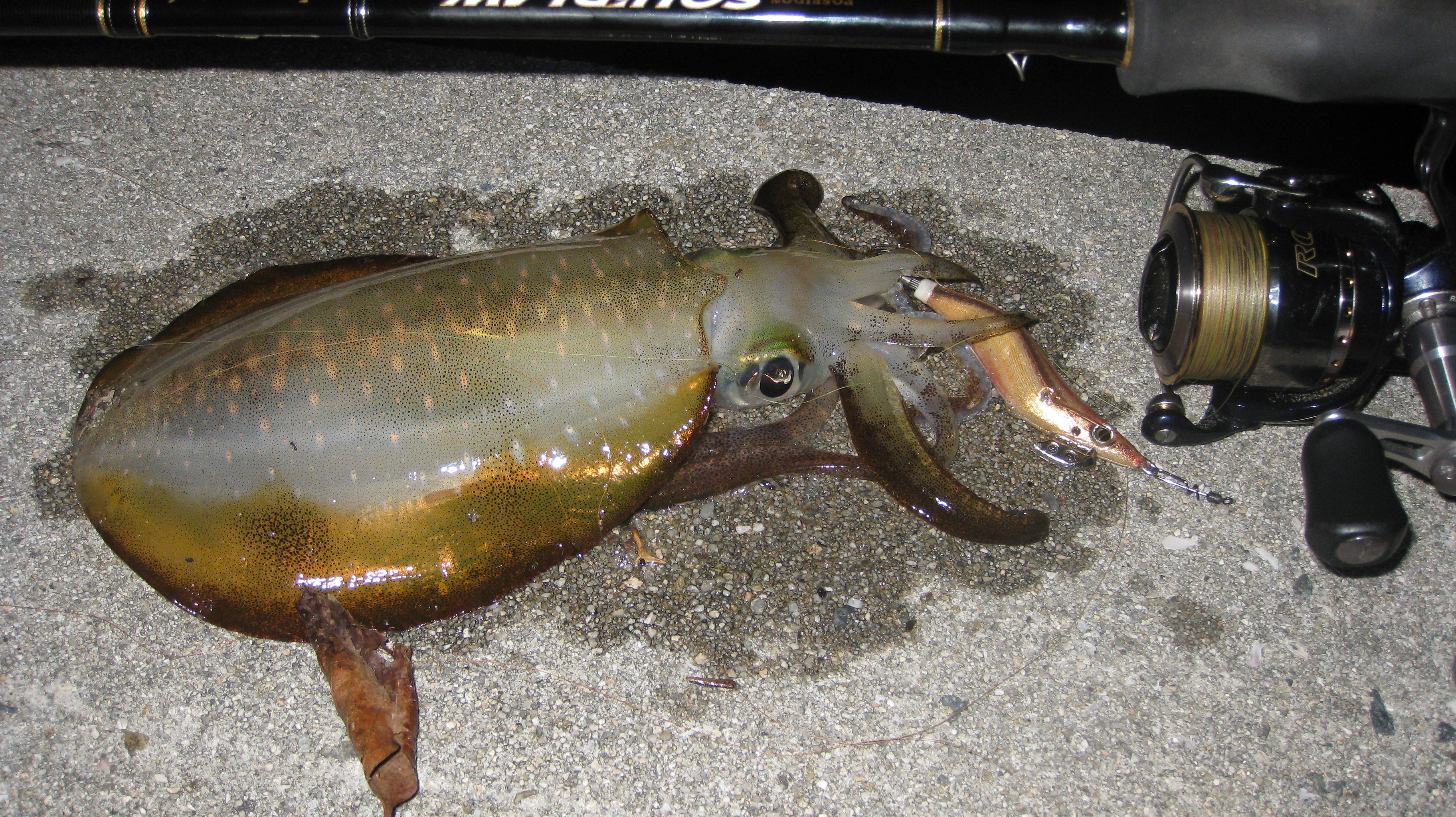 しまなみイカ釣り 生口島編 蟹山太郎の も まんたい 無問題 日記