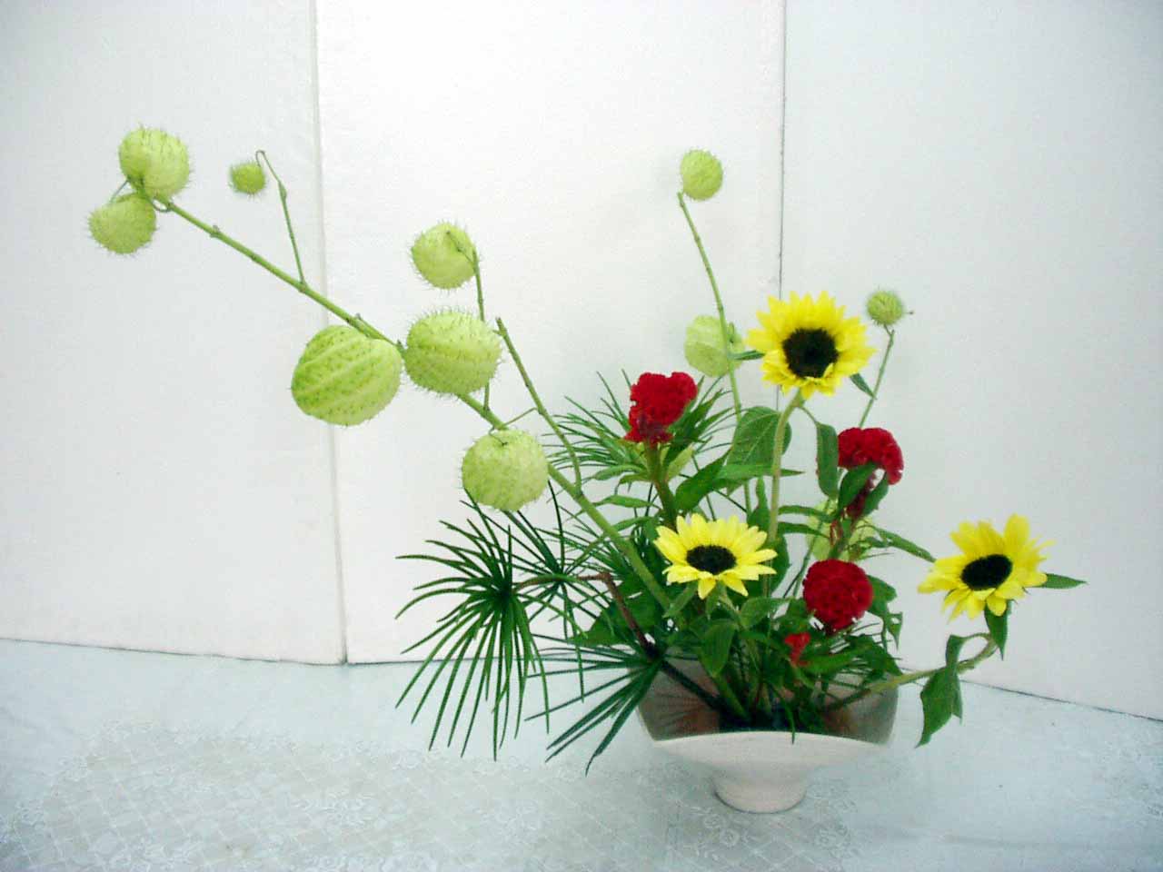 フウセントウワタ 風船唐綿 花の愛 ふくふく フクフク プクプク