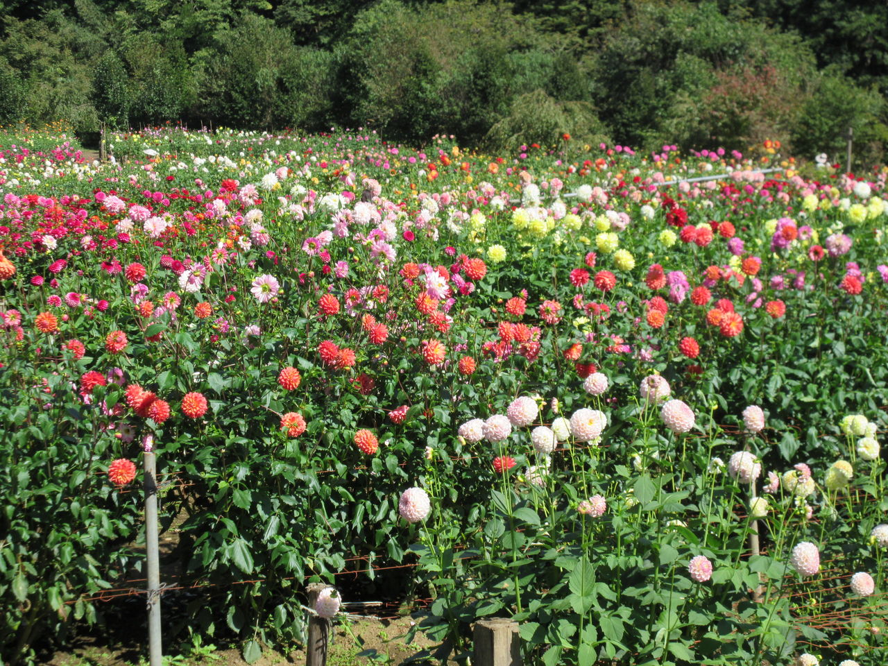 きれいなダリアの花畑 両神山麓花の郷ダリア園