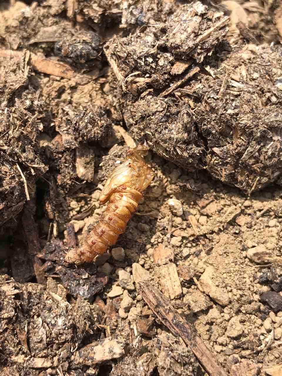 ネキリムシが 両神山麓花の郷ダリア園 ネキリムシが 両神山麓花の郷ダリア園