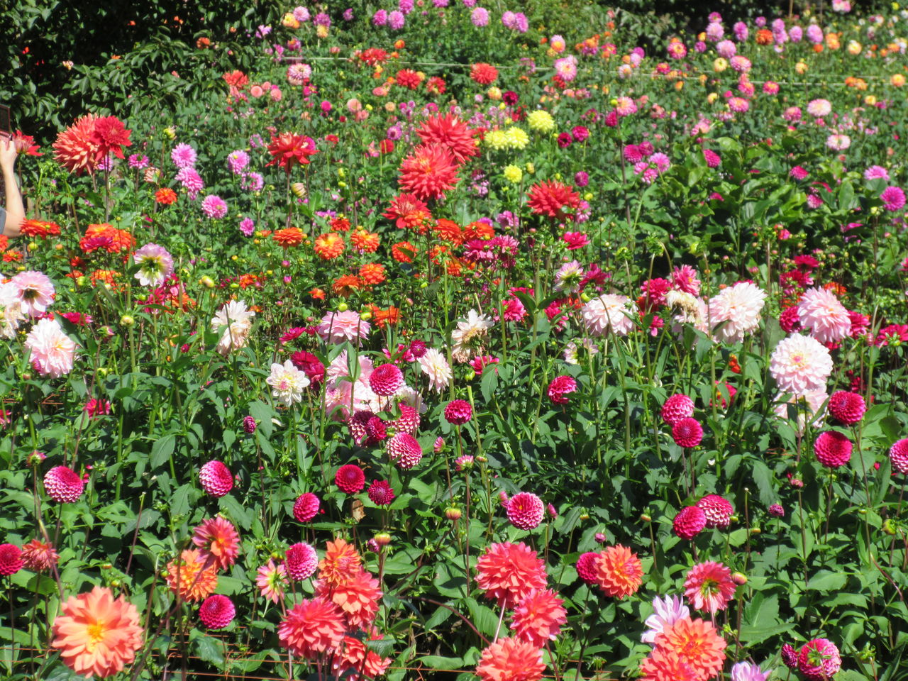きれいなダリアの花畑 両神山麓花の郷ダリア園 きれいなダリアの花畑 両神山麓花の郷ダリア園