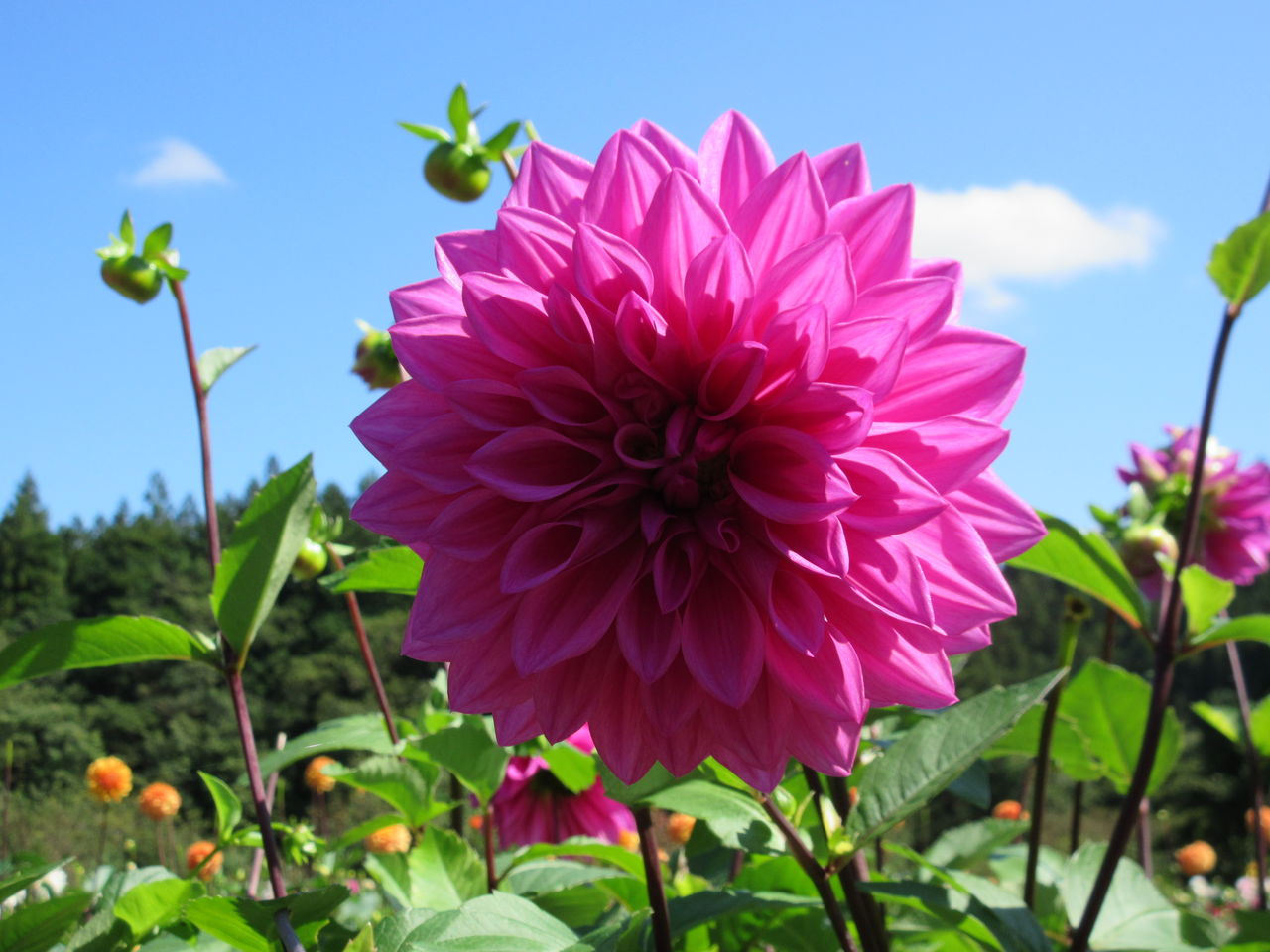 きれいなダリアの花畑 両神山麓花の郷ダリア園