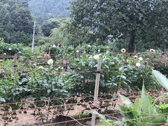20180908_055612950_iOS