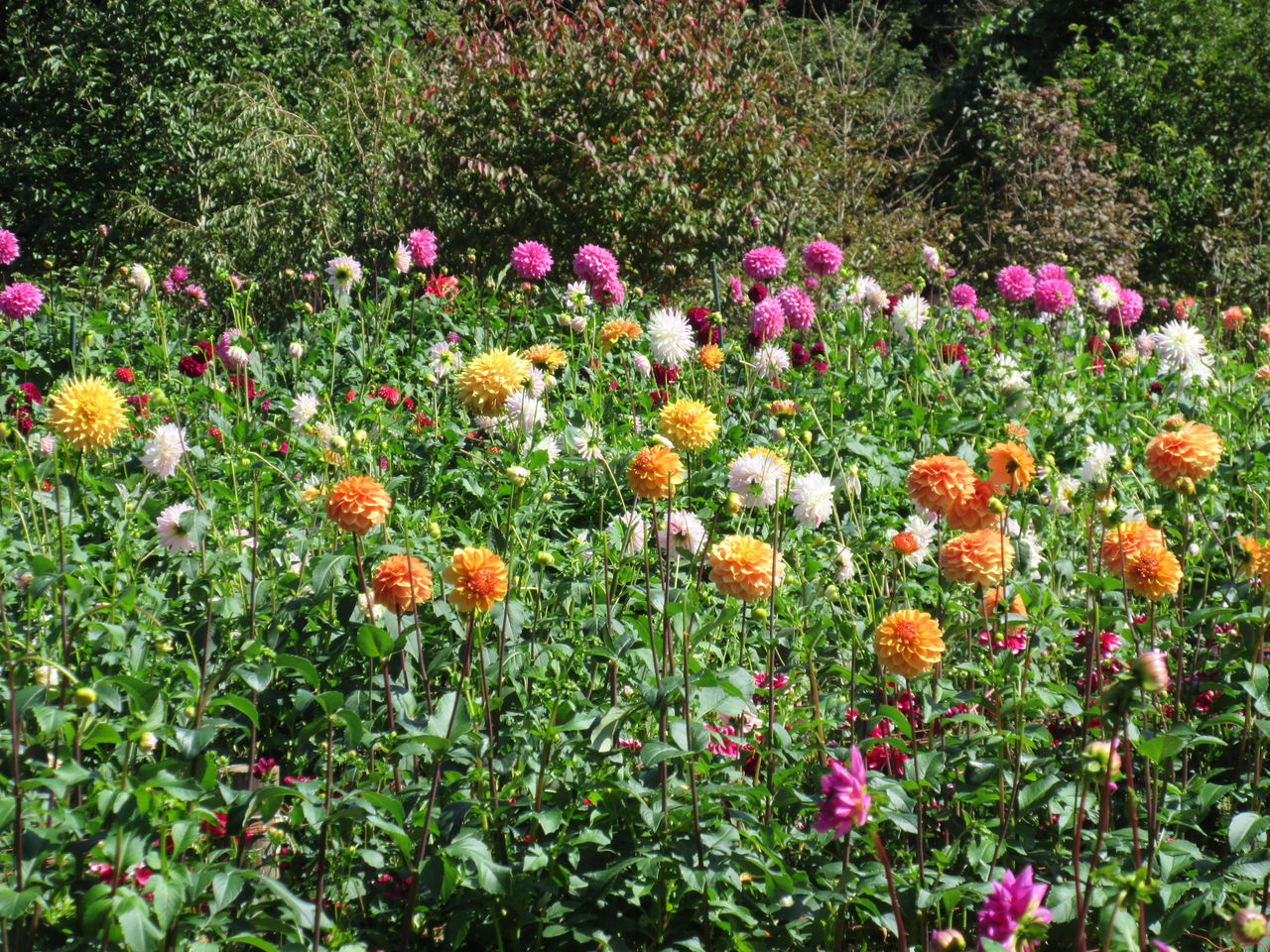 きれいなダリアの花畑 両神山麓花の郷ダリア園 きれいなダリアの花畑 両神山麓花の郷ダリア園