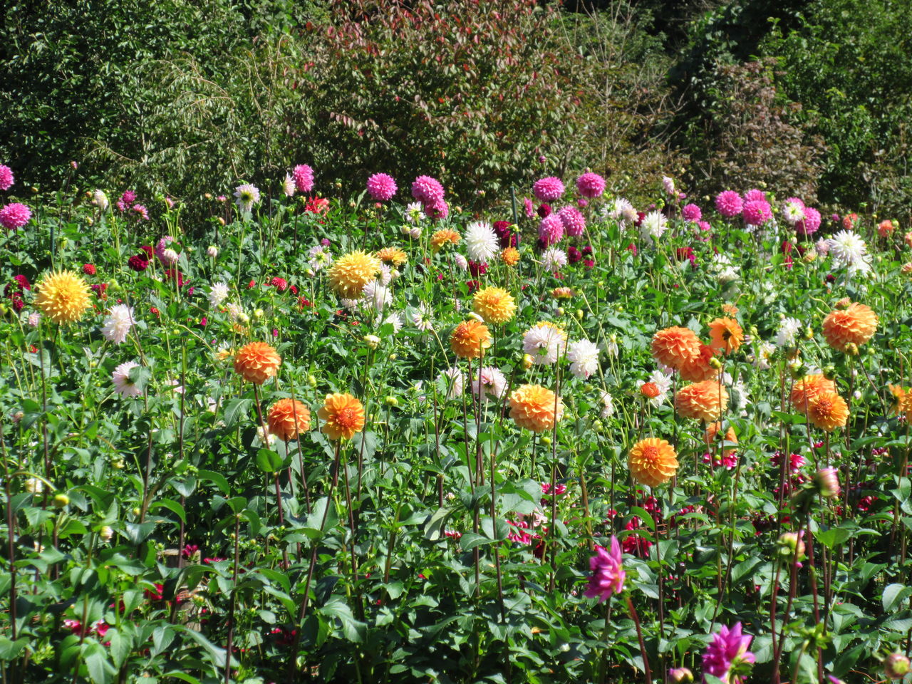 きれいなダリアの花畑 両神山麓花の郷ダリア園