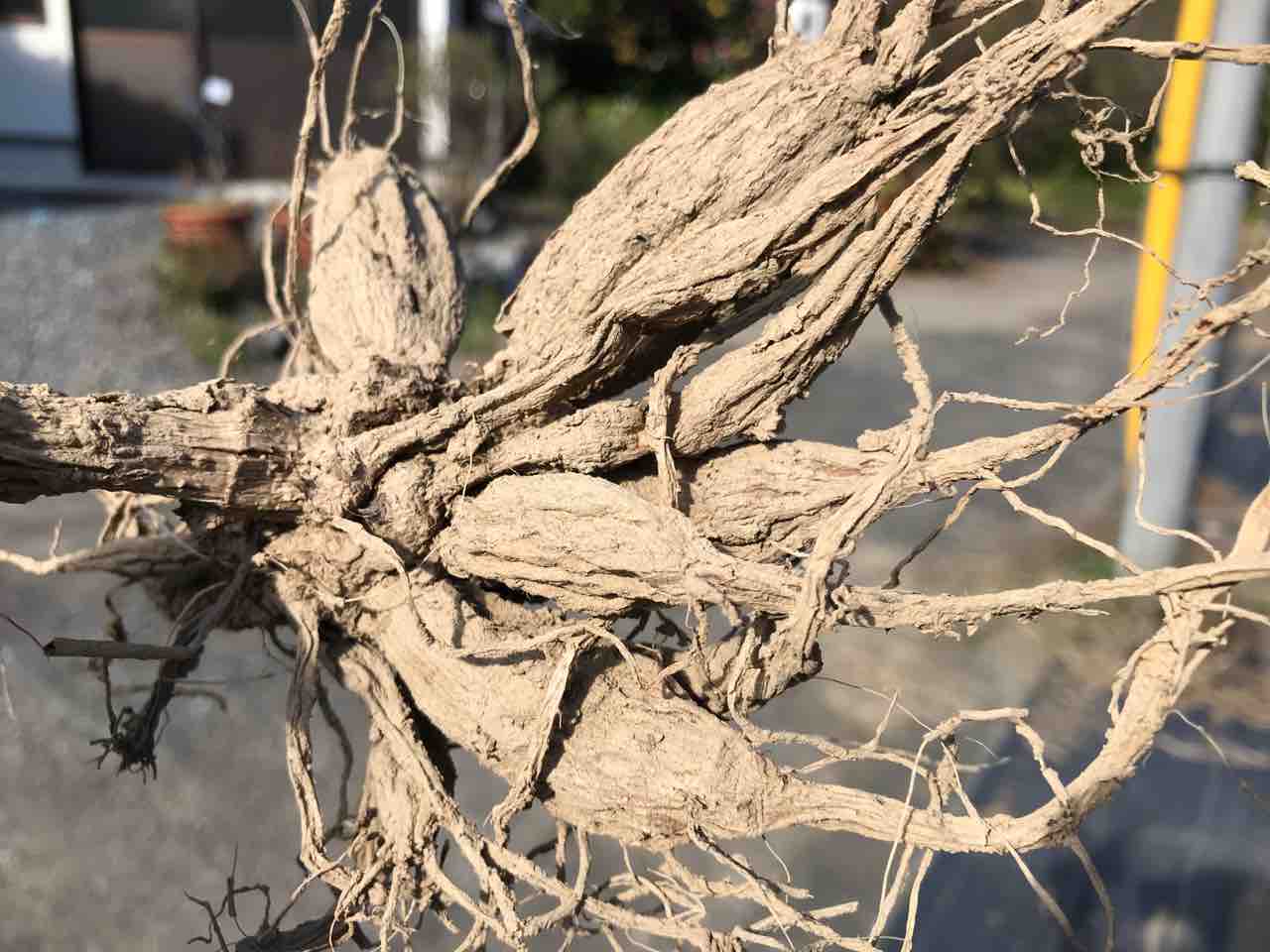 球根保管の話 両神山麓花の郷ダリア園