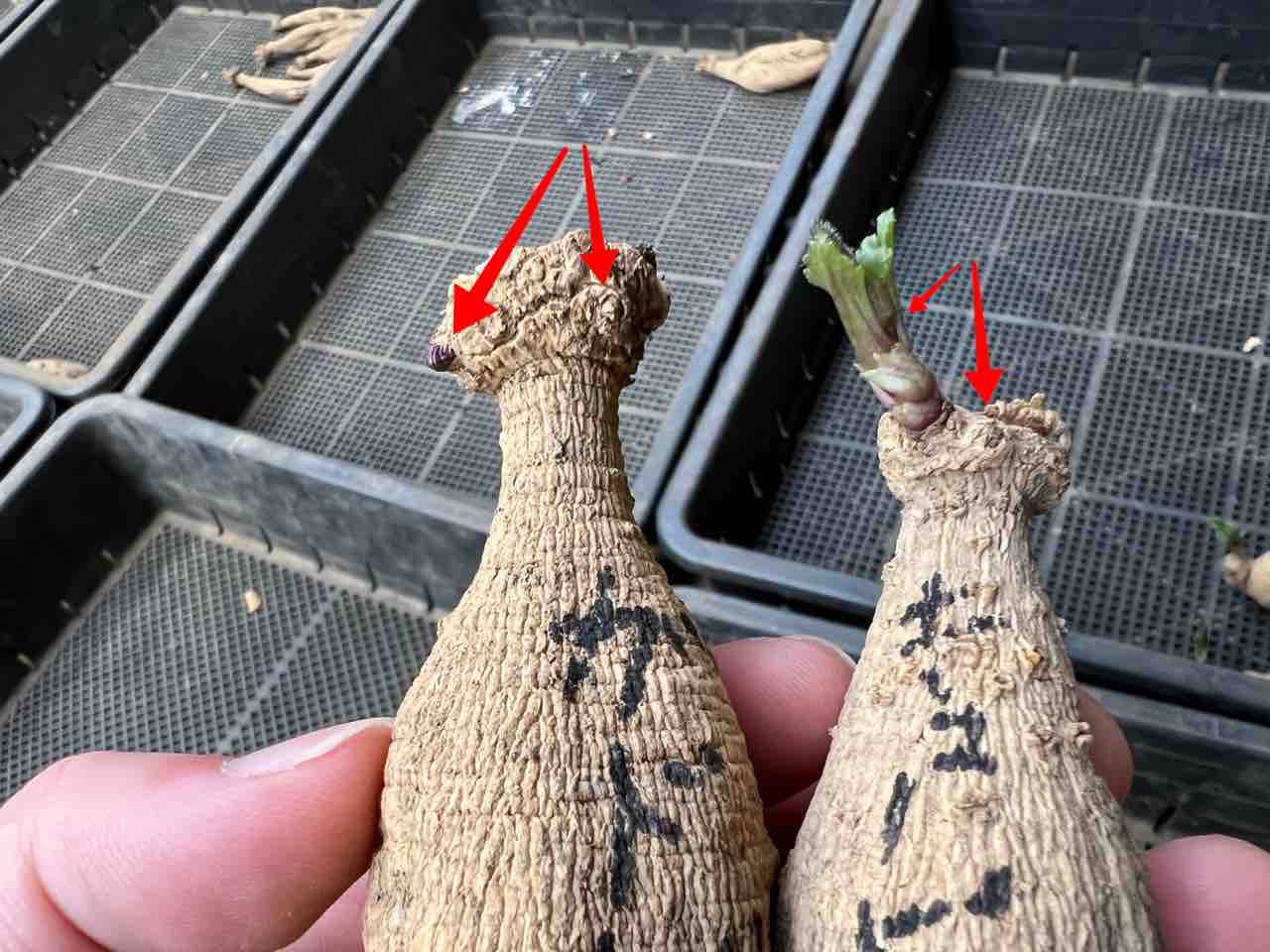 球根の芽吹き状況について : 両神山麓花の郷ダリア園