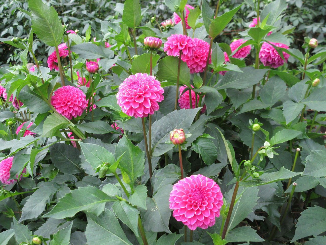 ダリアの花がきれいに咲いています 両神山麓花の郷ダリア園