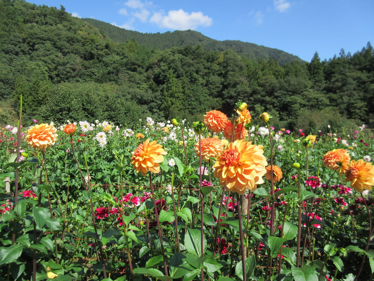 きれいなダリアの花畑 両神山麓花の郷ダリア園