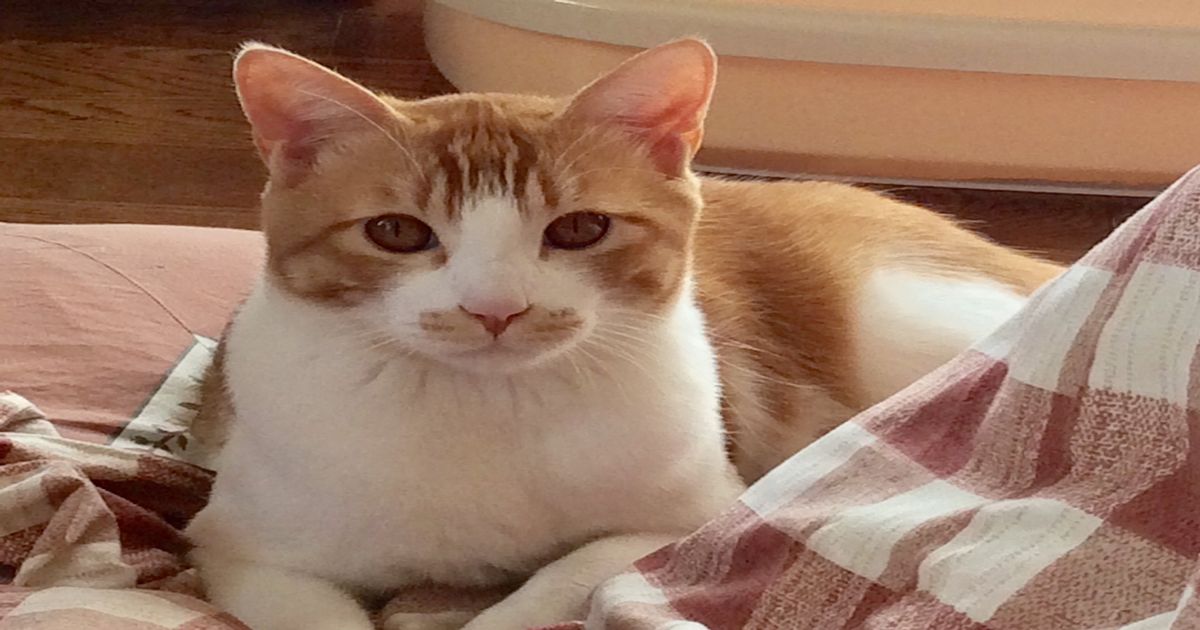 久美子ママのブログ 塞翁がジャジャ馬ー60代でも乳房再建ー