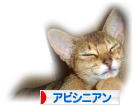 にほんブログ村 猫ブログ アビシニアン