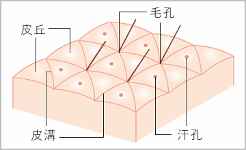 美肌の条件 肌がキメ細かい って 具体的にはどういうこと Moltolice ダイアリー