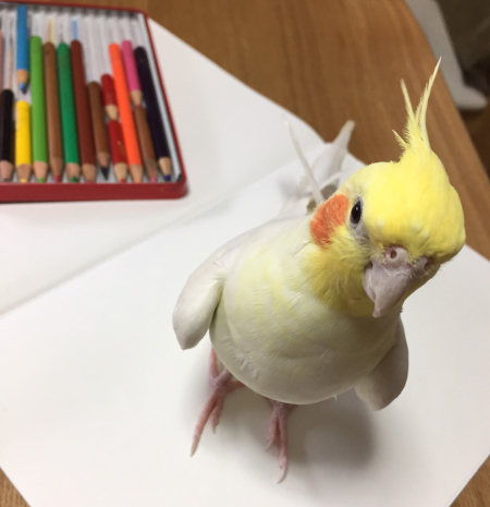 絵のように可愛いオカメインコ マルといっしょ Powered By ライブドアブログ