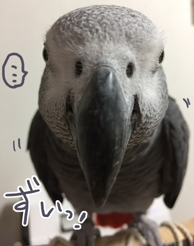 鳥の正面顔コンテスト マルといっしょ Powered By ライブドアブログ