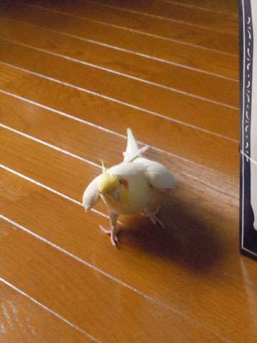 マルといっしょ