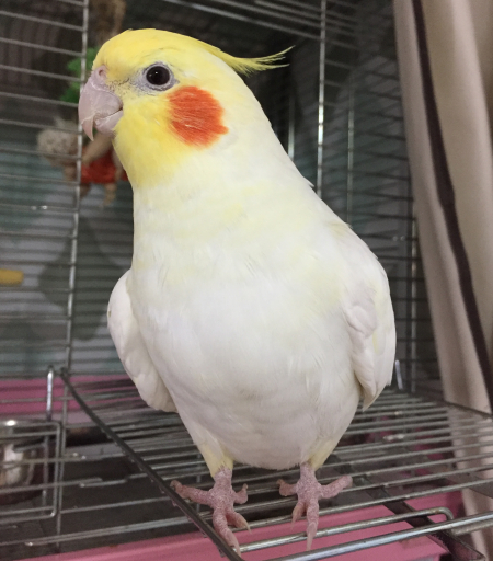 実はオカメインコのルチノーの目は赤いんだよ マルといっしょ Powered By ライブドアブログ 実はオカメインコのルチノーの目は赤いんだよ マルといっしょ Powered By ライブドアブログ