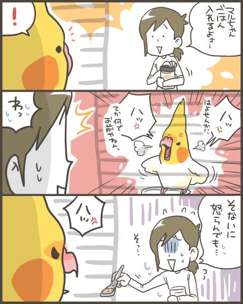 何故かめっちゃ怒るオカメインコ : マルといっしょ Powered by
