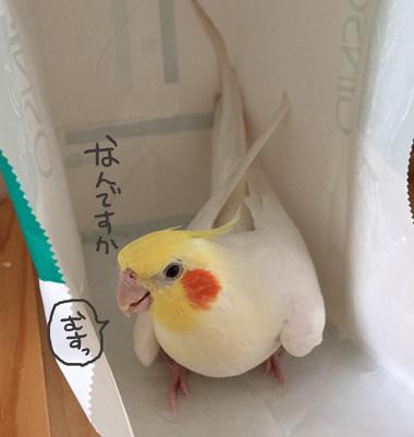 バードドック】マルちゃん＠オカメインコ | 横浜小鳥の病院
