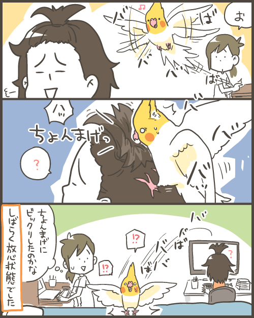 停止するオカメインコ : マルといっしょ Powered by ライブドア