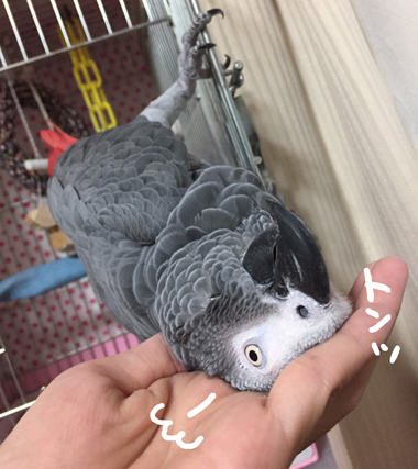 オヤスミ前のヨウムの可愛い抵抗 マルといっしょ Powered By ライブドアブログ