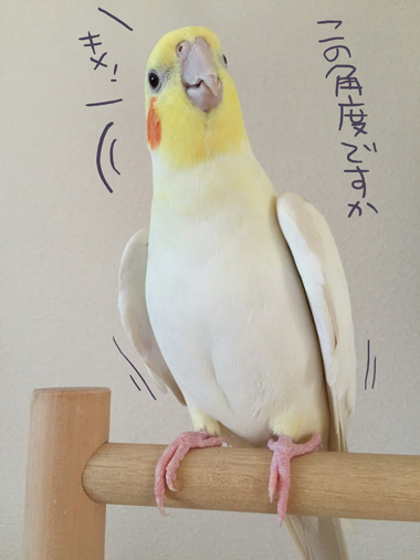 オカメインコの可愛い姿に思わず写真撮影する飼い主 マルといっしょ Powered By ライブドアブログ オカメインコの可愛い姿に思わず写真撮影する飼い主 マルといっしょ Powered By ライブドアブログ